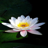 Lily Live Wallpaper Parallax