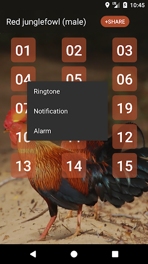 Red junglefowl Screenshot 1