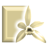 Tahitian Vanilla