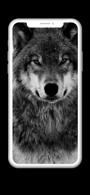 Wolf Wallpaper HD Screenshot 2