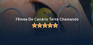 Fêmea De Canário Terra Chamand Screenshot 3