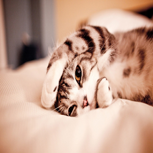Cat Wallpaper HD Screenshot 2