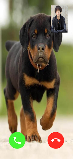Rottweiler Dog Video Call Screenshot 2
