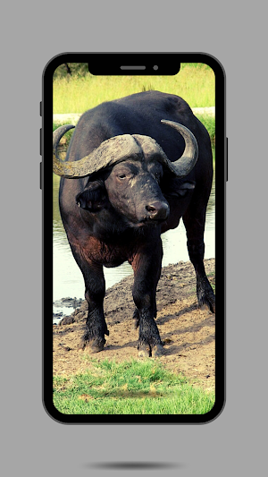 Buffalo Ringtone Screenshot 1