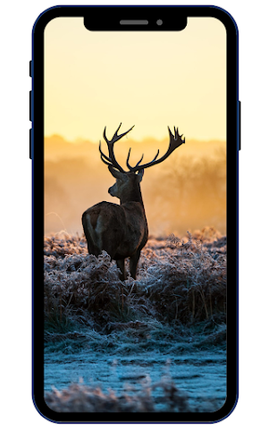 Deer Wallpaper Screenshot 2