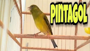 Canto Para Esquentar Pintagol Screenshot 2