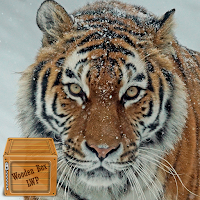 siberian tiger wallpaper