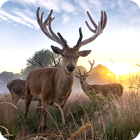 Deer Wallpapers