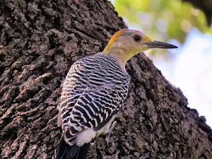 Woodpecker wallpapers Screenshot 1