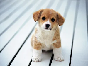Corgi Dog Wallpapers Screenshot 2