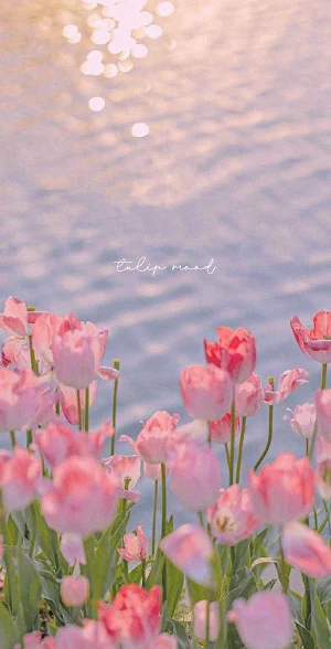 [WISH] 튤립 무드 카톡 테마 Screenshot 0