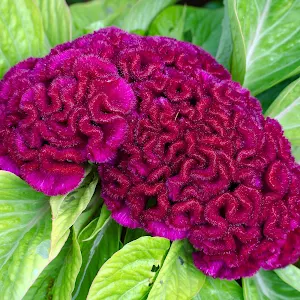 Cockscomb Flower Wallpapers Screenshot 0