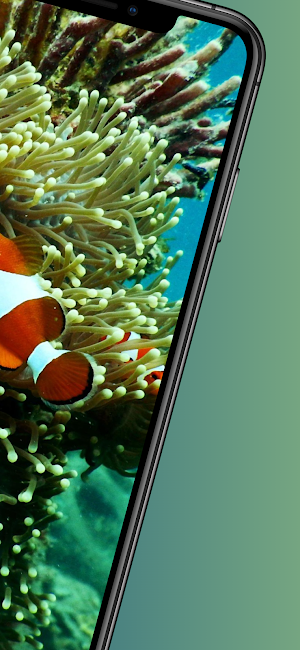 Fish wallpapers-4k Backgrounds Screenshot 1