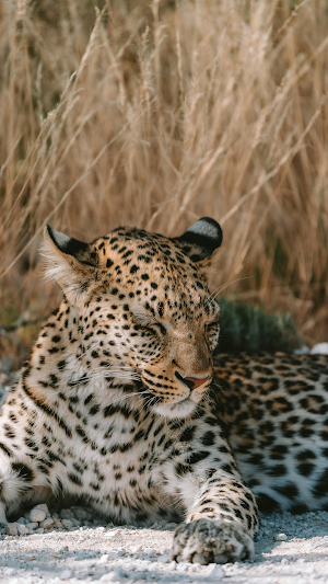 Leopard Wallpaper HD Screenshot 2