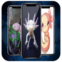 Axolotl Wallpaper Real