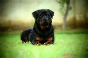 Rottweiler Dog Wallpapers Screenshot 0