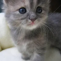 Kitten Slideshow