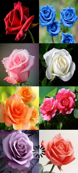 Beautiful Rose Wallpaper Screenshot 2