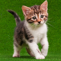 Kitten Sounds