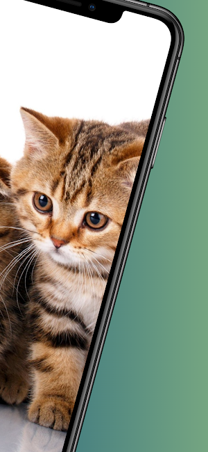 Cat wallpapers - 4k animals Screenshot 1