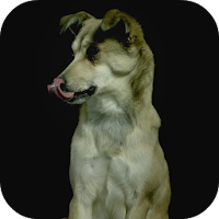 Dogs In Slow Motion Video
