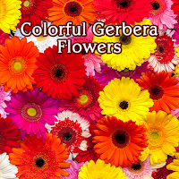 Colorful Gerbera Flowers Theme
