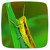 Cricket Sounds