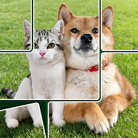 Jigsolitaire Puzzle Jigsaw Mix