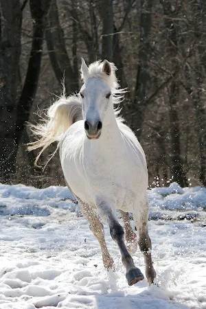 Horse Wallpaper HD : backgrounds & themes Screenshot 2