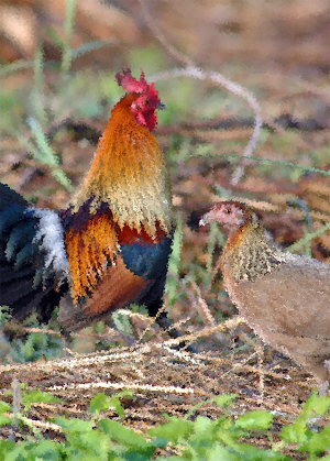 Red junglefowl Sounds ~ Sboard.pro Screenshot 0