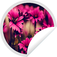 Figurinhas de Boa noite Flores