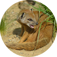 Mongoose Sounds