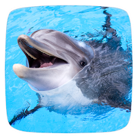 Dolphin Ringtones