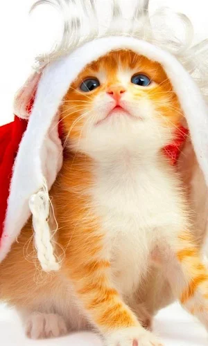 Orange Kitten HD Themes Wallpa Screenshot 2