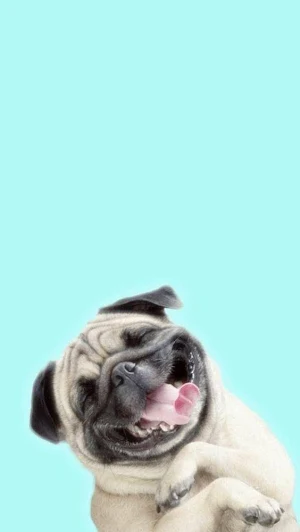 Animal Wallpaper 4K Ultra HD - Backgrounds Screenshot 2