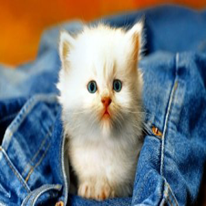 Cat Wallpaper HD Screenshot 0