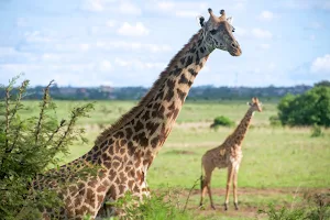 Giraffe Wallpaper HD - collection 1 Screenshot 0