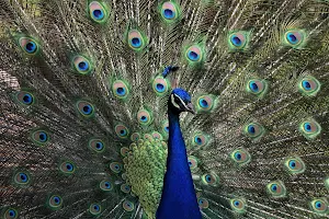 Peacock Wallpapers Screenshot 2