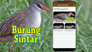 Suara Pikat Burung Sintar Screenshot 0