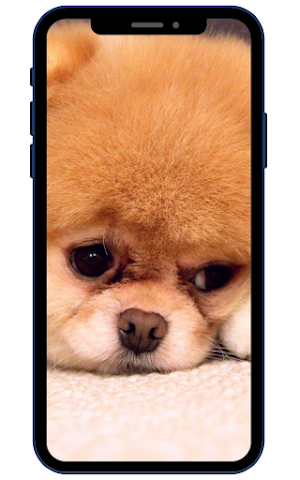 Pomeranian Wallpapers Screenshot 1