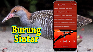 Suara Pikat Burung Sintar Screenshot 1
