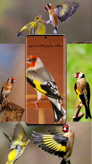 اجمل صوت تغريد حسون Screenshot 1