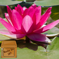 water flower wallpaper