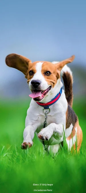 Beagle Dog Wallpapers Screenshot 3