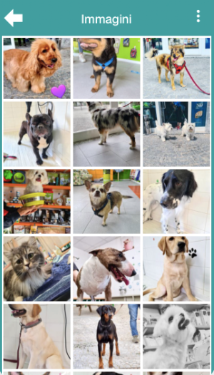 Coccole A Quattro Zampe Screenshot 2