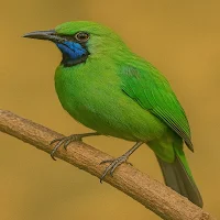 Wallpaper Burung Berkicau