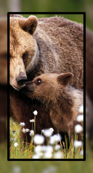 Cute Baby Bear Wallpaper HD Screenshot 0