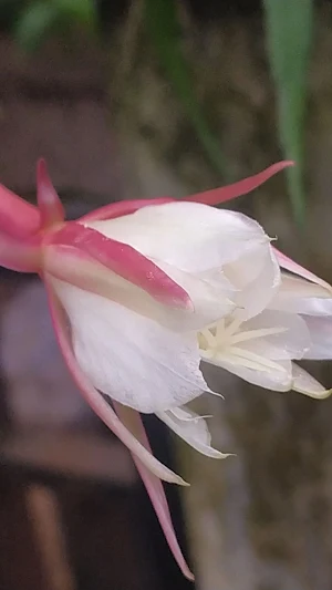 Epiphyllum Wallpapers Screenshot 0