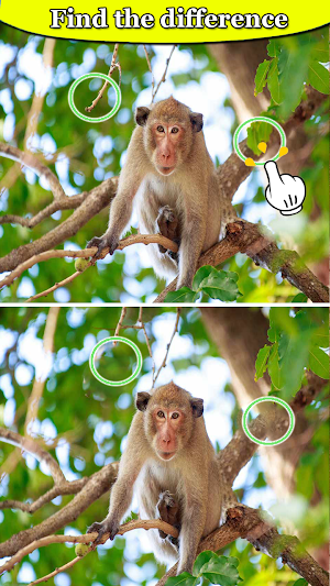 Spot Difference - Bird Puzzle Screenshot 3