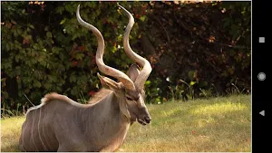 Stunning Deer Wallpapers Screenshot 3